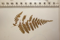 Hypolepis millefolium