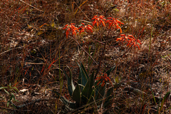 Aloe chabaudii var. chabaudii image