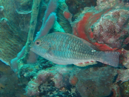 Redband Parrotfish