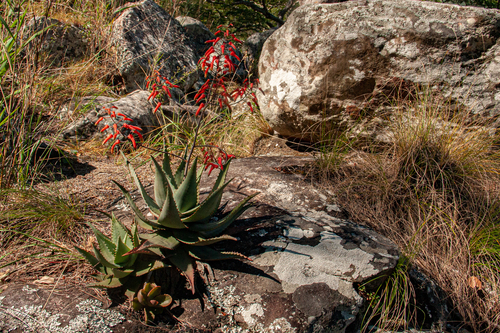 Aloe chabaudii var. chabaudii image