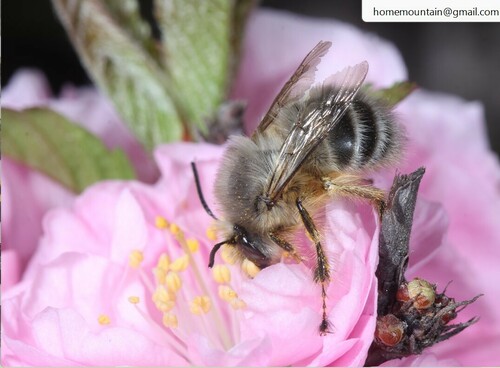 Anthophora melanognatha