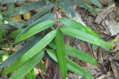 Podocarpus smithii