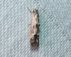 Blastodacna bicristatella