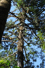 Podocarpus smithii