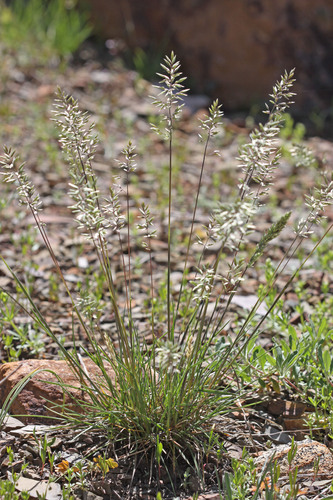 Poa fendleriana ssp. fendleriana