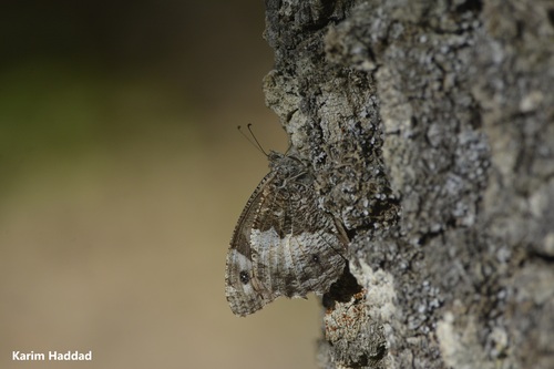 Algerian Grayling