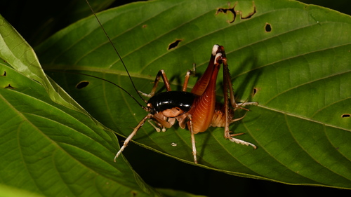 Apotetamenus amazonae