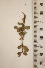 Coprosma colensoi
