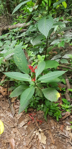 Pachystachys coccinea
