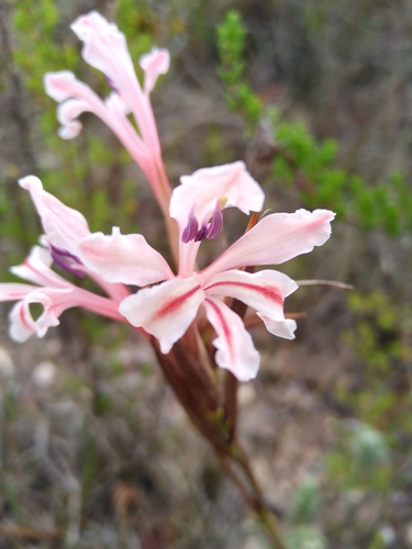 Tritoniopsis flexuosa