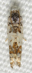 Eucosma ornatula