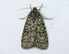 Acronicta heitzmani