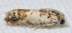 Eucosma ornatula