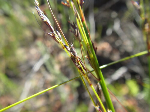 Image of Schoenus submarginalis by (c) douglaseustonbrown, some rights reserved (CC BY-SA)