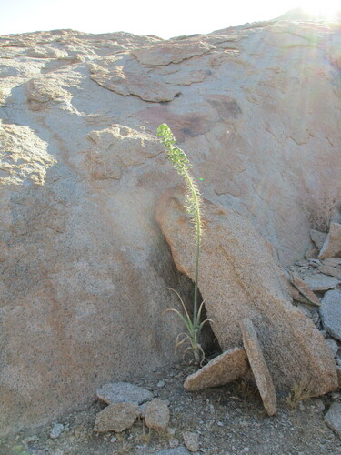 Albuca pulchra