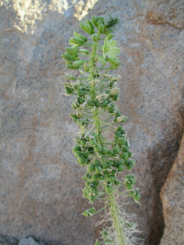 Albuca pulchra