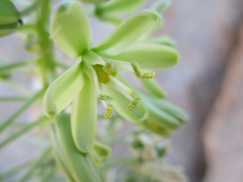Albuca pulchra