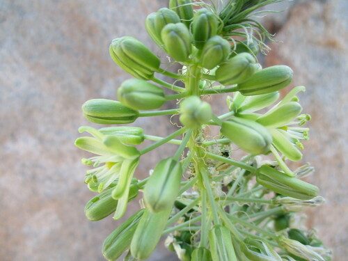 Albuca pulchra