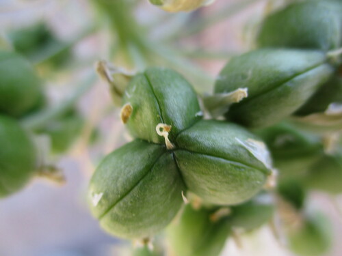 Albuca pulchra