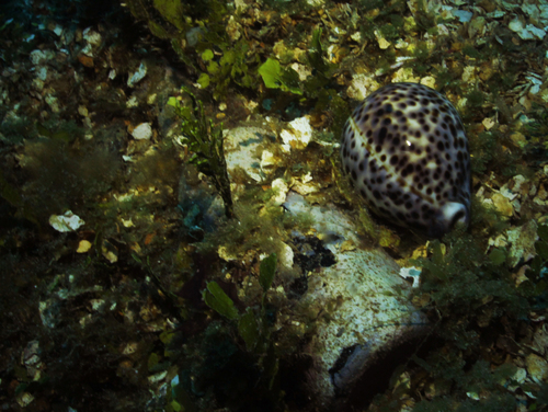 Cypraea tigris observed 2013-04-12