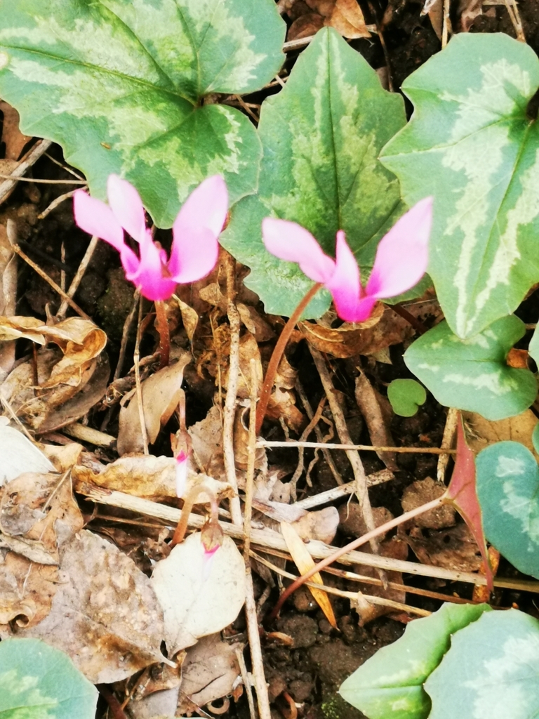 Spring Sowbread from Quartiere XV Della Vittoria, Roma RM, Italia on ...