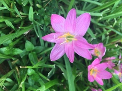 Zephyranthes rosea