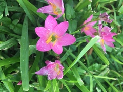 Zephyranthes rosea