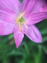 Zephyranthes rosea