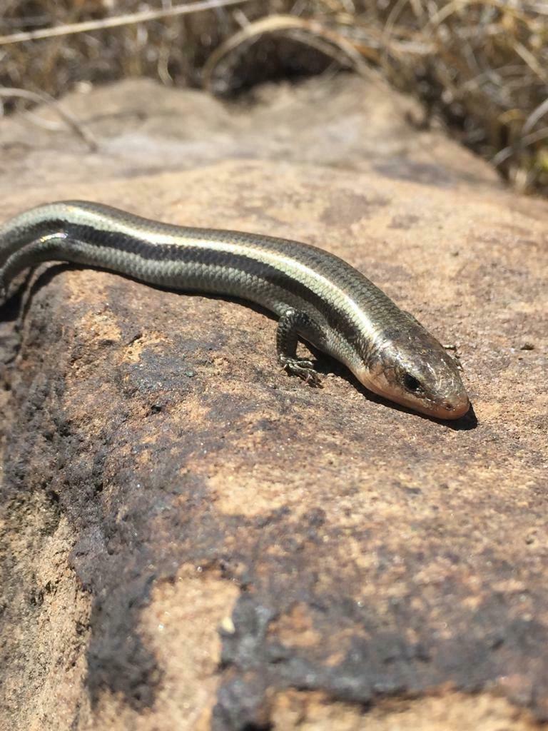 Eslizón De Bosque De Encinos Desde Tetla, Tlax., México El Jueves, 23 ...