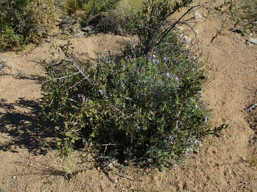 Image of Barleria lancifolia by no rights reserved