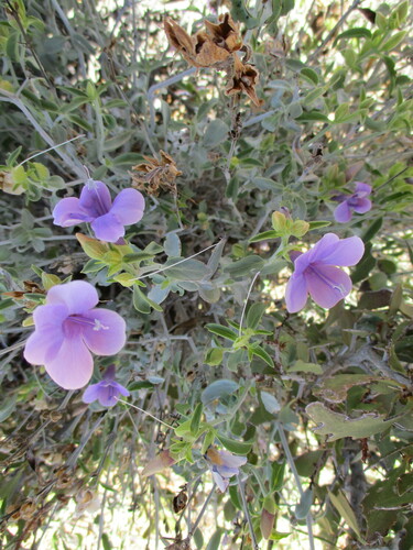 Image of Barleria lancifolia by no rights reserved