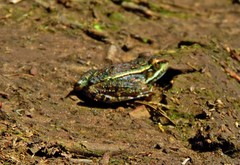 Lithobates berlandieri
