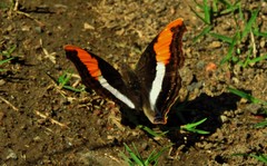 Doxocopa laure laure