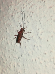 Rogadinae