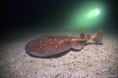 Rosette Torpedo photo 3