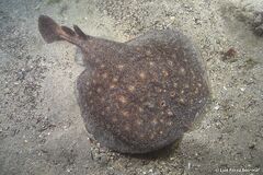Rosette Torpedo photo 4