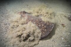 Rosette Torpedo photo 5