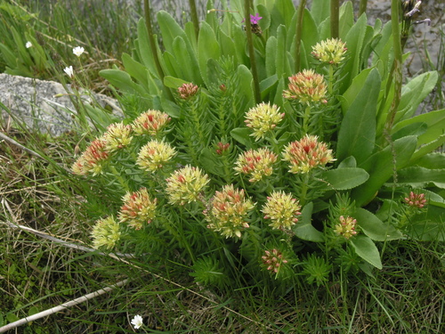 Image of Rhodiola algida by (c) Oleg Kosterin, some rights reserved (CC BY)