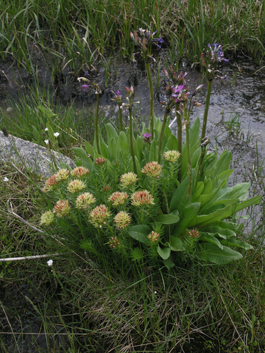 Image of Rhodiola algida by (c) Oleg Kosterin, some rights reserved (CC BY)