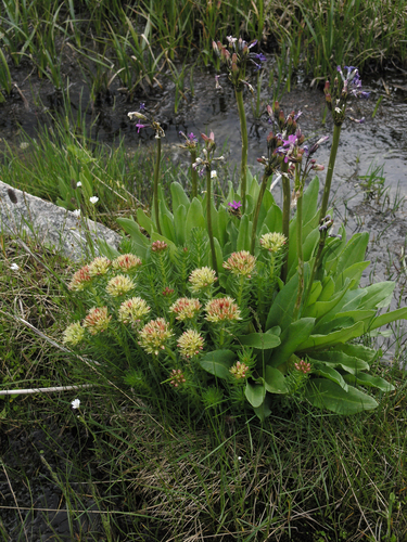 Image of Rhodiola algida by (c) Oleg Kosterin, some rights reserved (CC BY)