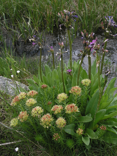 Image of Rhodiola algida by (c) Oleg Kosterin, some rights reserved (CC BY)