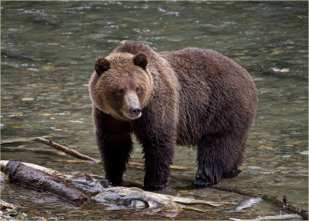 Grizzly Bear Ursus Arctos Horribilis Know Your Mammals