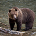 灰熊 - Photo (c) 
marneejill，保留部份權利CC BY-SA