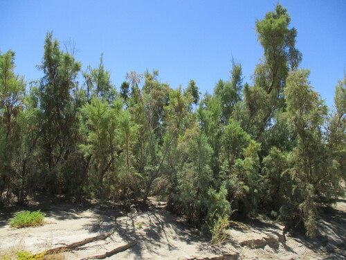 Image of Tamarix usneoides by no rights reserved