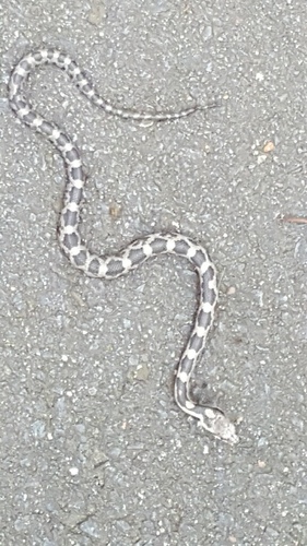 Central Ratsnake photographed in Connecticut