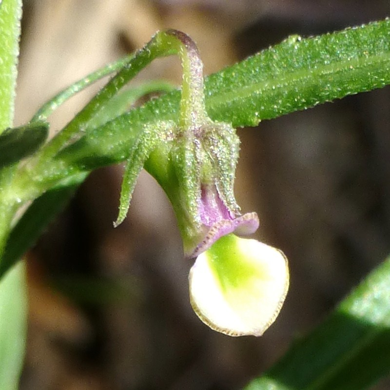 Hybanthus verticillatus
