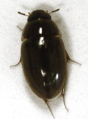 Enochrus maculiceps