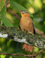 Philydor atricapillus