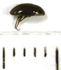 Enochrus maculiceps