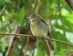 Lathrotriccus euleri